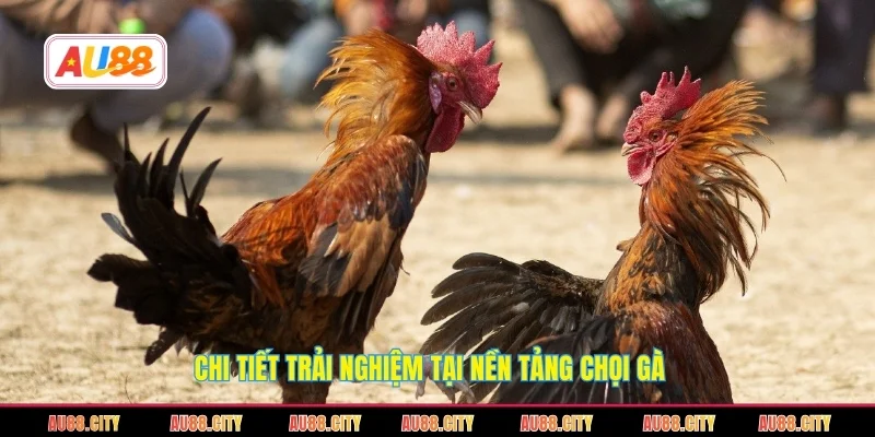 Chi tiết trải nghiệm tại nền tảng chọi gà